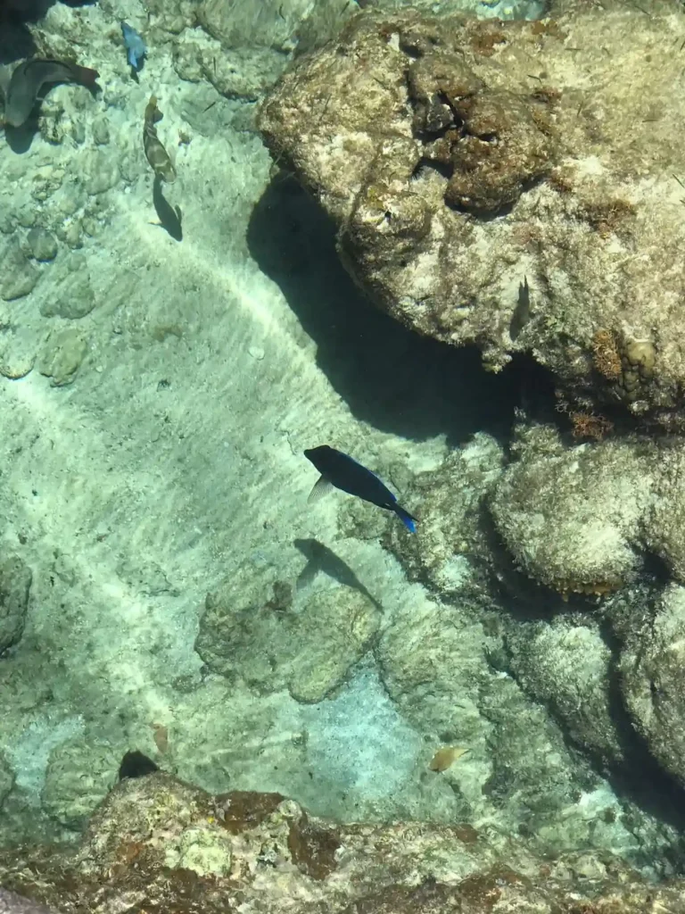 Where to go on Virgin Gorda for snorkeling among fish and coral formations.