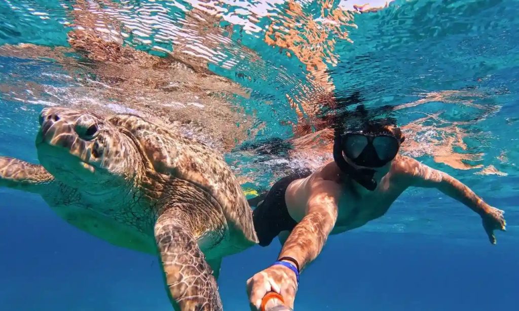 bvi hidden gems - Snorkeling with sea turtle